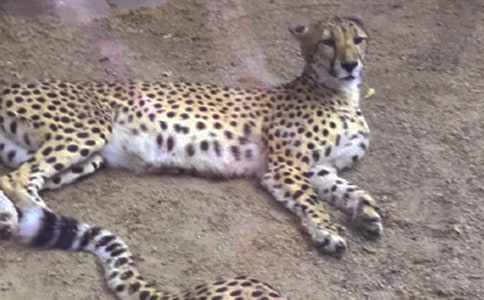 夢見豹子是什么寓意