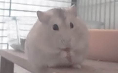 ��Խ�z���Ă}������