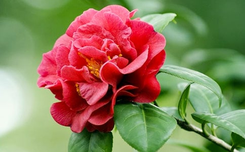 �P��ɽ�軨��Ψ��Ԋ��