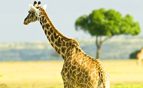 �Z�Ի��(d��ng)�����H�H�L�i¹���̰�