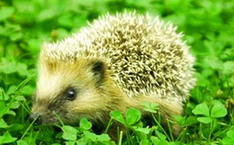 聰明的小刺猬看圖寫話