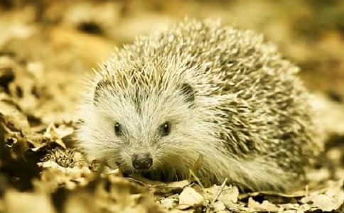 小刺猬看書看圖寫話匯總(8篇)