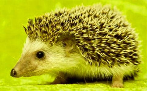 �����Ӌ(j��)�Ĺ���