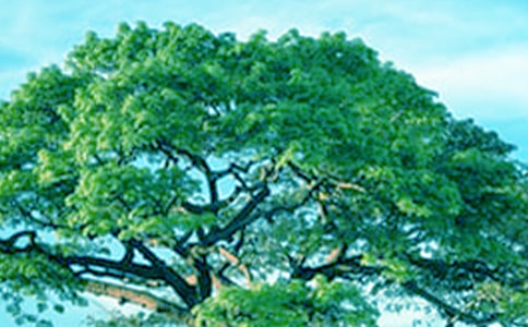 大樹與小草作文五篇