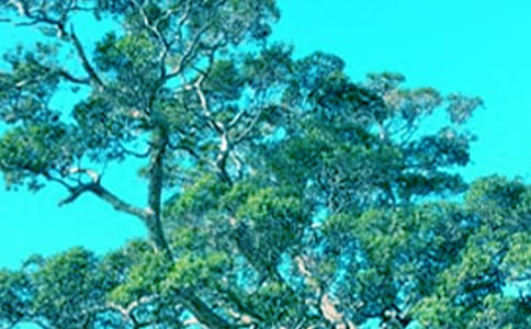 大樹和小草作文