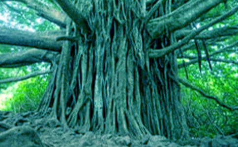 (必備)仰望大樹作文15篇