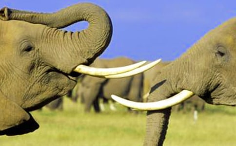 大象和螞蟻的故事