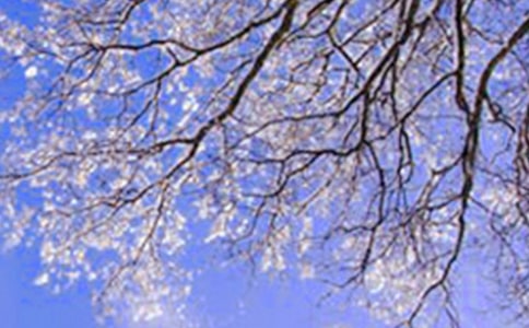 冬天的美麗作文