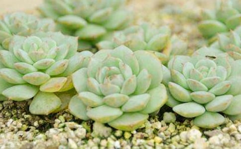 �ɐ۵Ķ�������