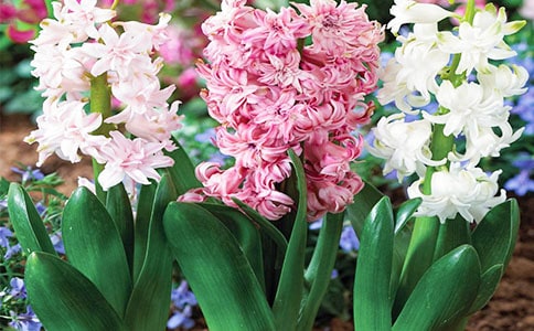 �L���ӵ�����