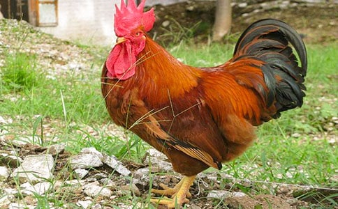 關于公雞的作文