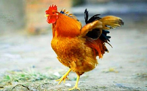 �P�ڹ��u�ĳ��Z