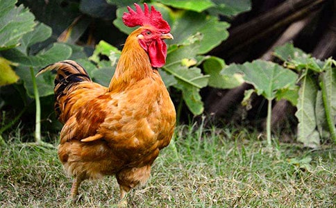 關于鐵打的公雞歇后語