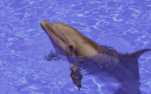 《海豚救人》讀后