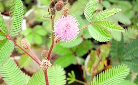 含羞草作文【必備】