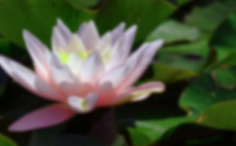 荷花的描寫優美詩句