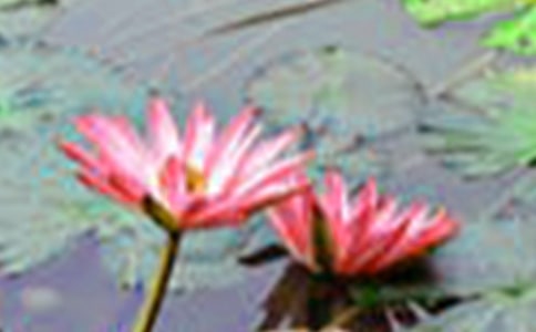 �茑����ĺɻ���Ԋ��