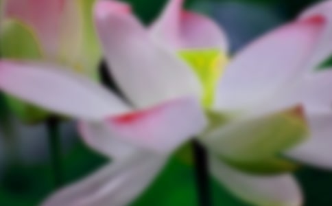 有關荷花的詩句