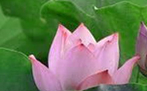 描寫荷花盛開的詩句