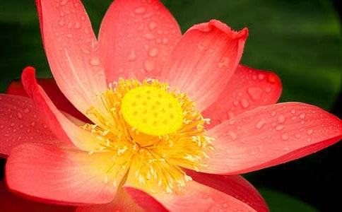 �ɻ����Y�Ͻ�B