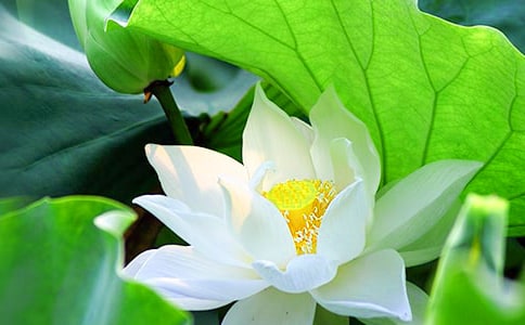 ������f���£��ɻ�