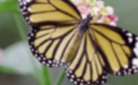 蝴蝶花作文(精選23篇)