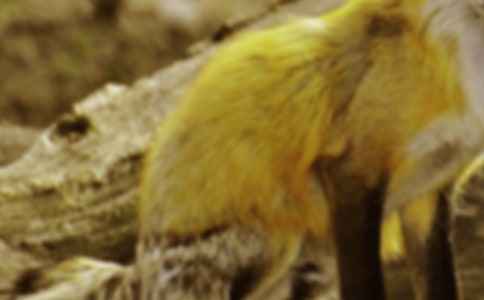 了不起狐貍爸爸手抄報內(nèi)容