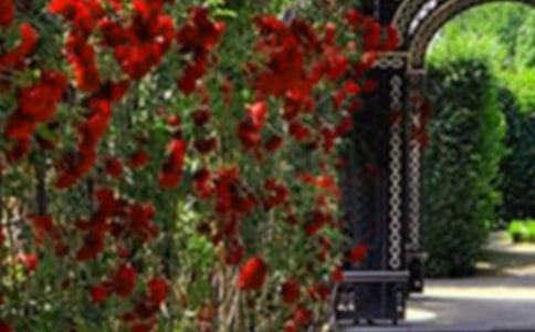 我家門前的小花園作文