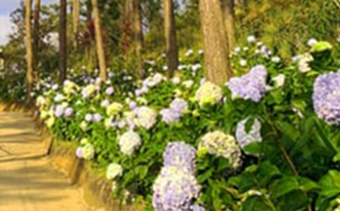 巨人的花園的作文