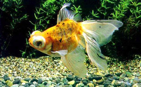 可愛的金魚作文(合集15篇)