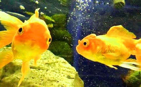 小金魚作文15篇【推薦】