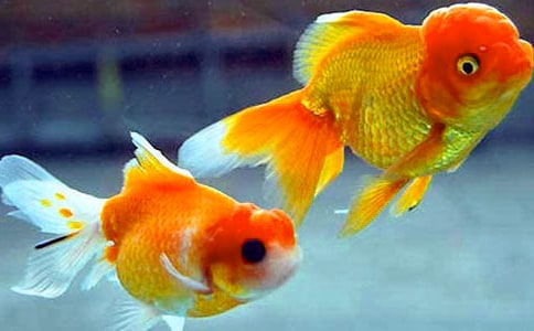 精選金魚作文400字4篇