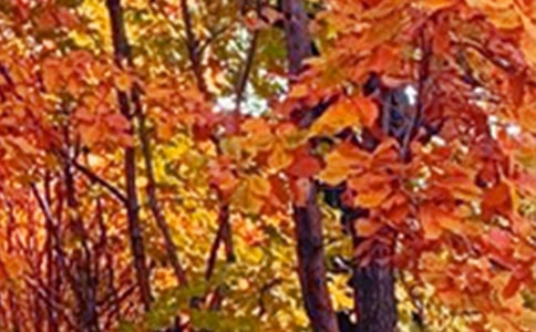 描寫海邊景色的句子