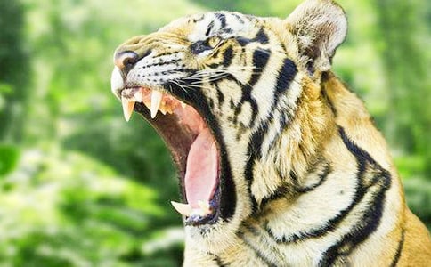 ���ϻ���Ԋ��