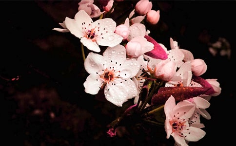 Ԋ�侫�x���滨��Ԋ��