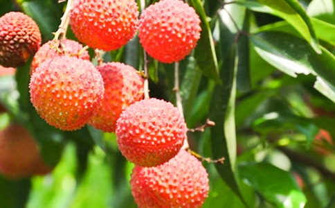 《長安的荔枝》讀后感(通用22篇)