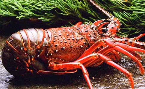 【精選】釣龍蝦作文