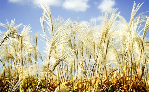 蘆葦?shù)淖魑?/></p>
<h2>蘆葦?shù)淖魑?</h2>
<p> 望著窗外燈紅酒綠。</p><p> 霓虹閃爍的繁華城市,我陷入了回憶...</p><p> 故事的開頭是這樣的,在偏僻的村莊旁有一片蘆葦叢,從里面?zhèn)鱽碇赡鄣恼f話聲: