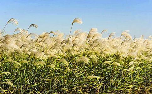 �JȔʎ����(����)