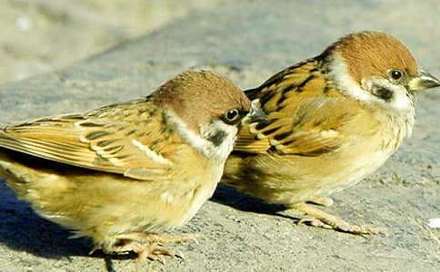 С��ȸ����15ƪ������