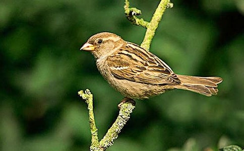 麻雀,我讓你走作文