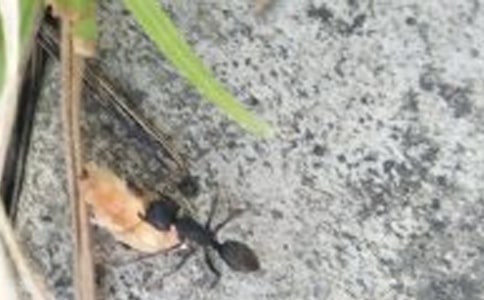 描寫螞蟻的歇后語