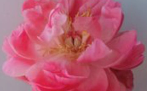 國王與玫瑰花故事