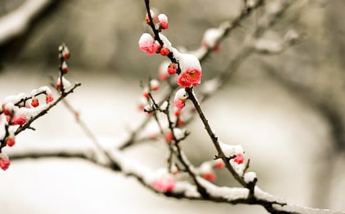 �茑÷���ĳ��Z