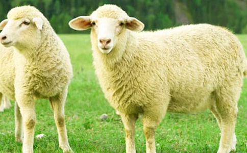 �d�����Ă����Ӻ�