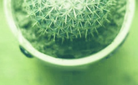 盆栽二月養殖有哪些技巧