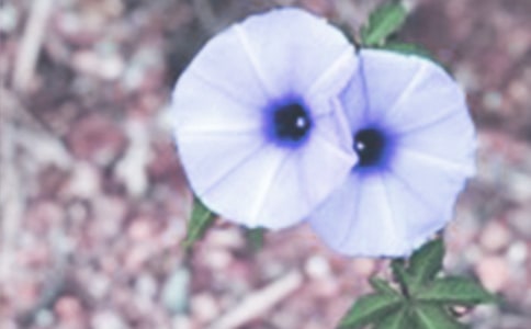 ����Ʒ����������С�W������ƪ