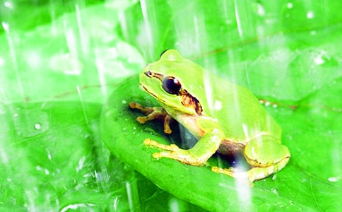 保護青蛙看圖寫話(熱門)