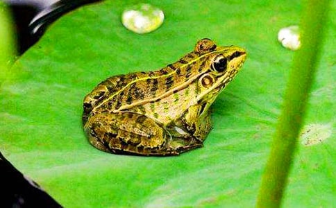 保護青蛙看圖寫話