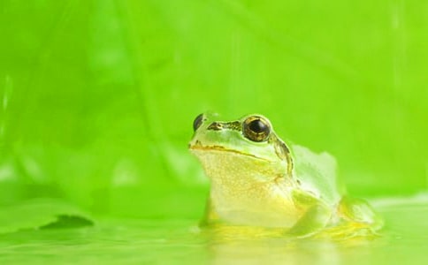 《保護青蛙》看圖寫話